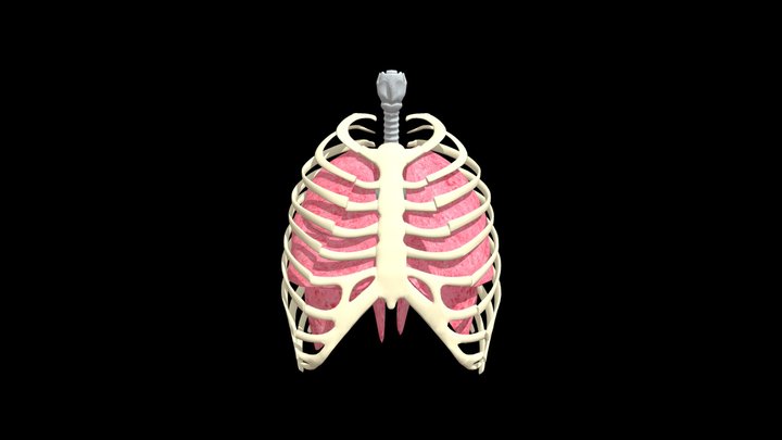 Lungs Exhale Front View 3D Model