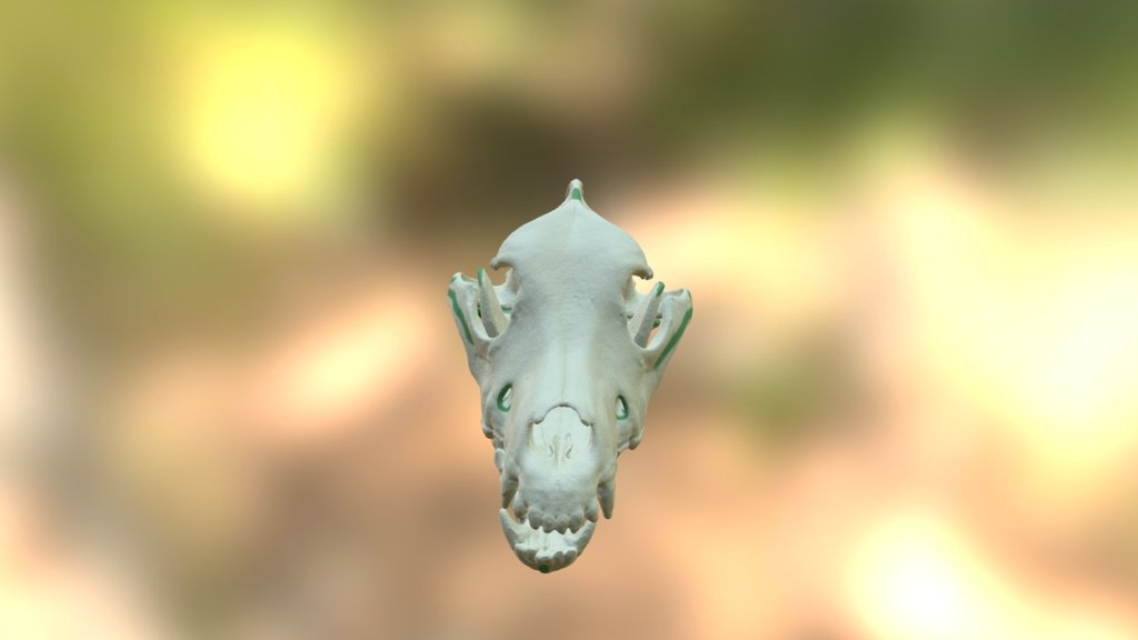 Canine Skull Bony Structures