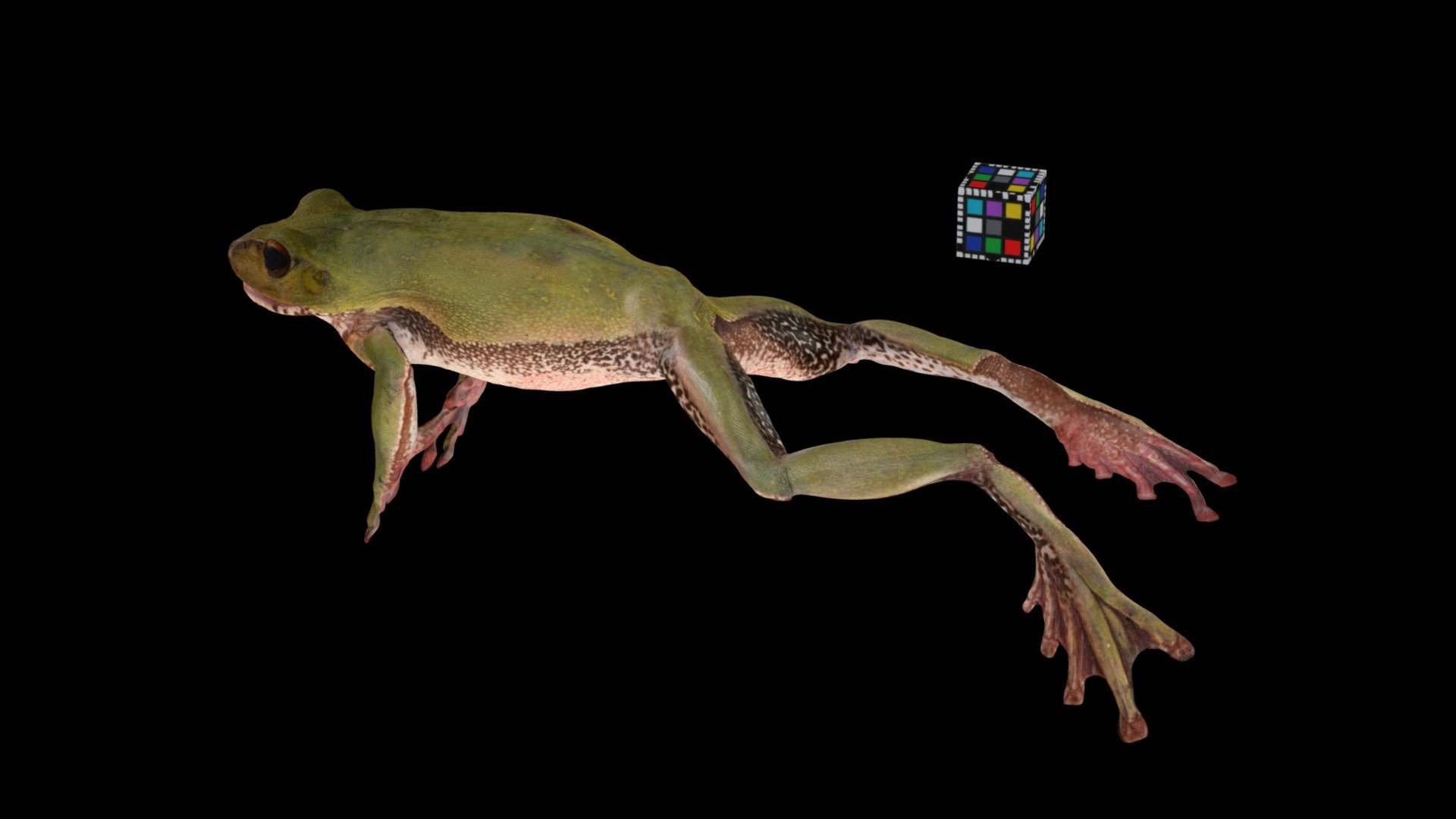 モリアオガエル ♀ Green Tree Frog, Rhacophorus arboreus