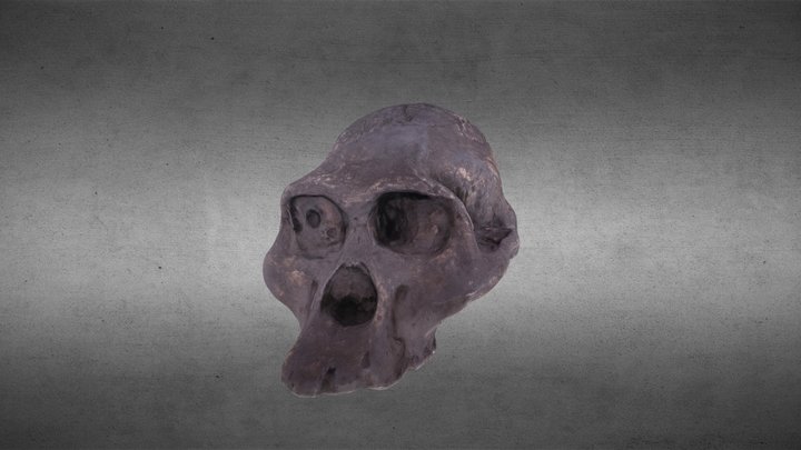 Cráneo Australopithecus africanus 3D Model
