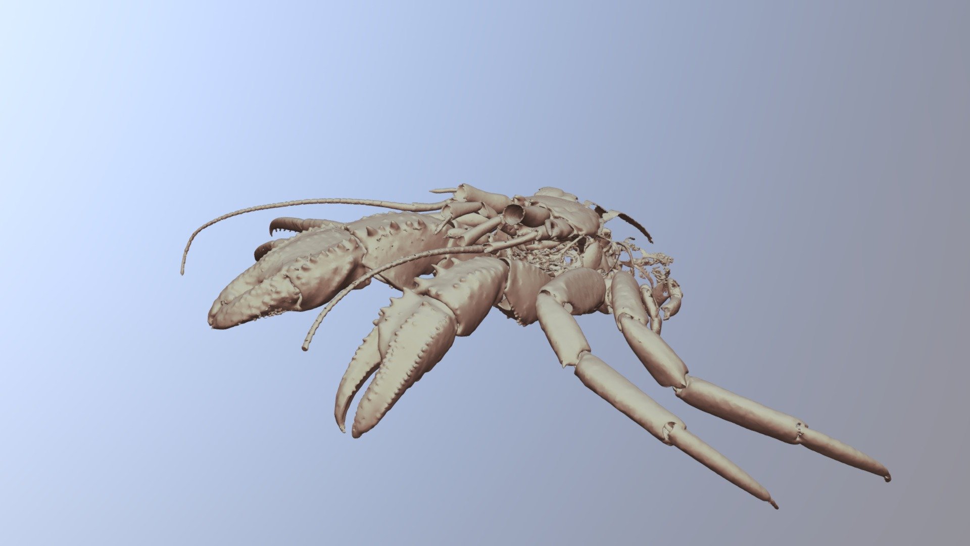 Pagarus Fraserorum M Holotype