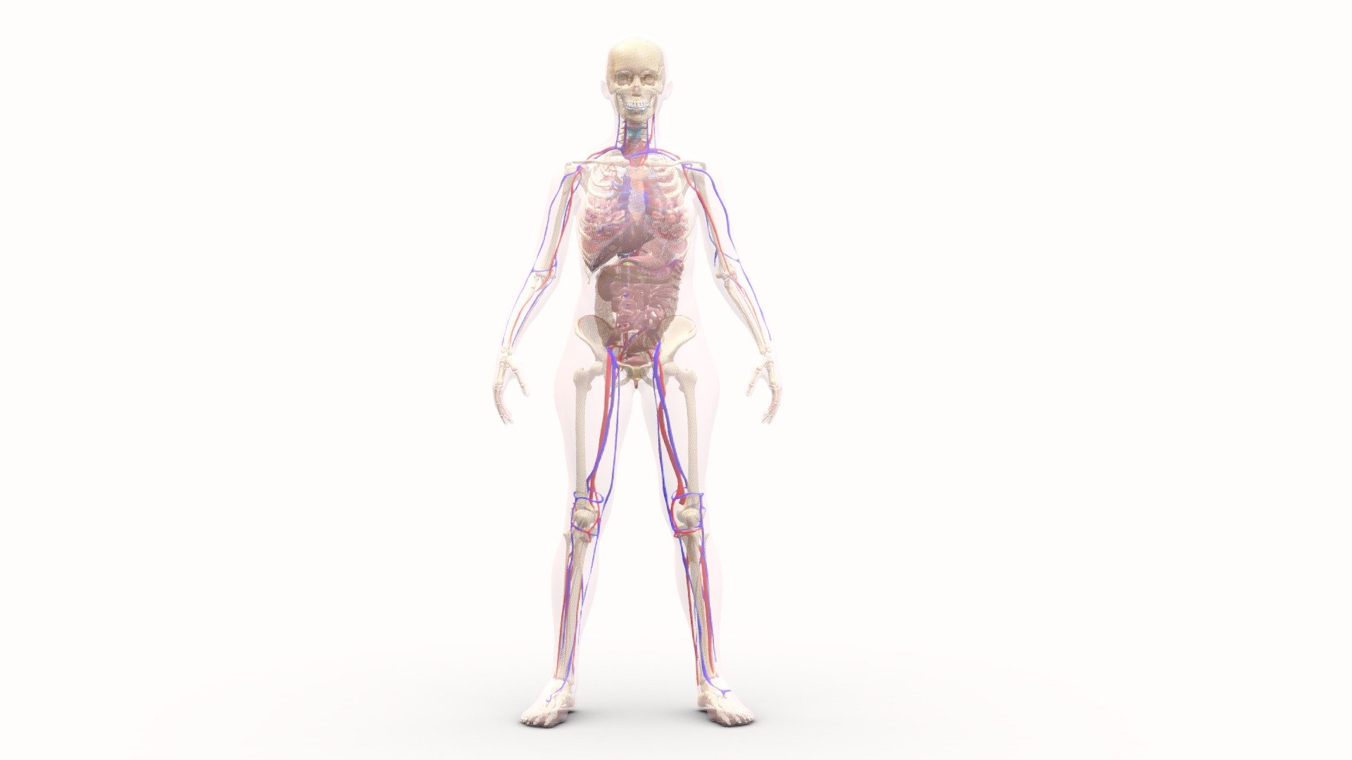 Female anatomy model