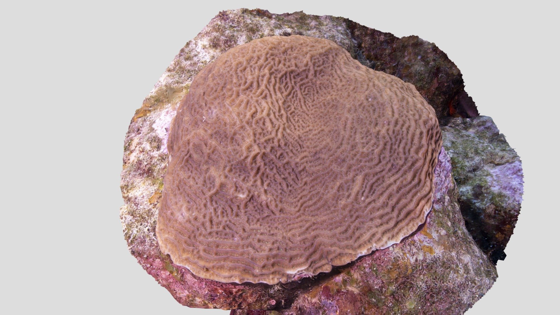 Lettuce coral / Agaricia agaricites Download Free 3D model by Patric