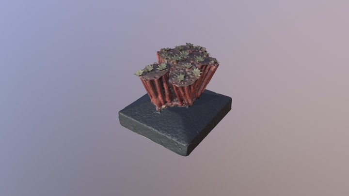 Cat. I (Zoology) 85 Tupibora hemprichi 3D Model