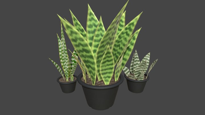 Stylized Snake Plant 3D Model