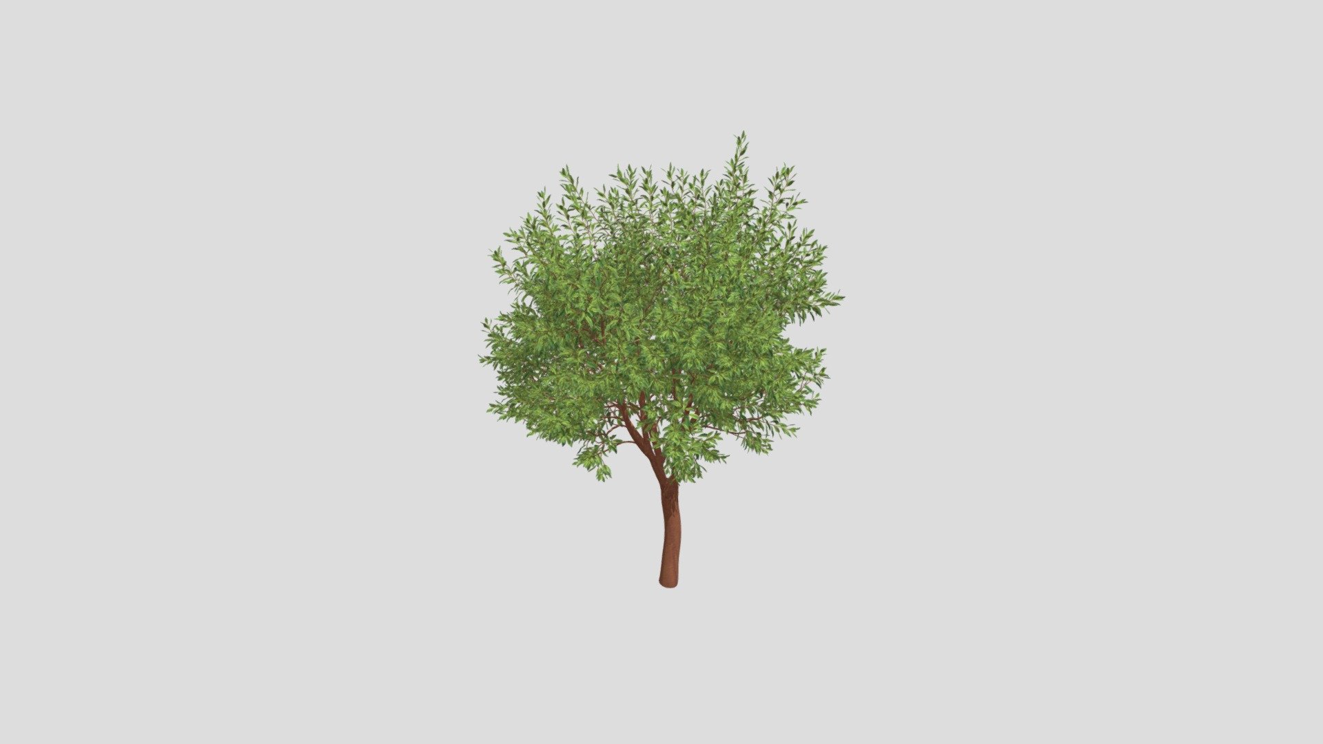 Arbutus 'Marina' tree 40 AM210 Archmodel - Buy Royalty Free 3D model by ...