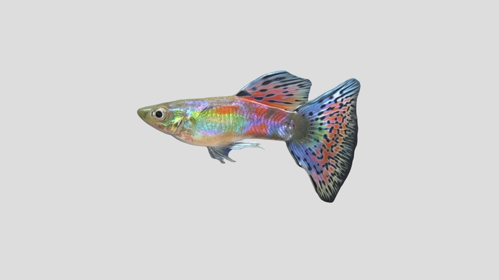 Multi Colored Guppy Male