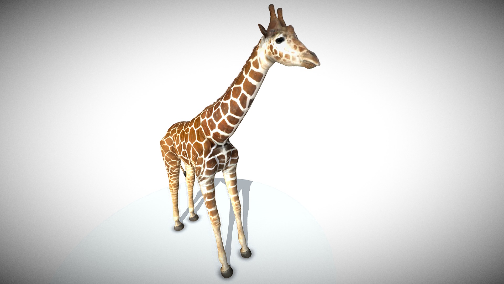 3D model Giraffe - This is a 3D model of the Giraffe. The 3D model is about a giraffe standing on a white surface.