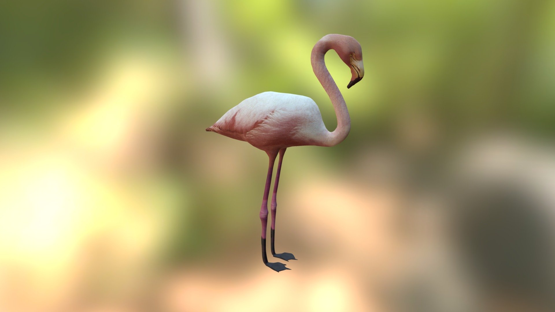 Flamingo - 3D model by Vahe Simonyan (@vardges) [522f507] - Sketchfab