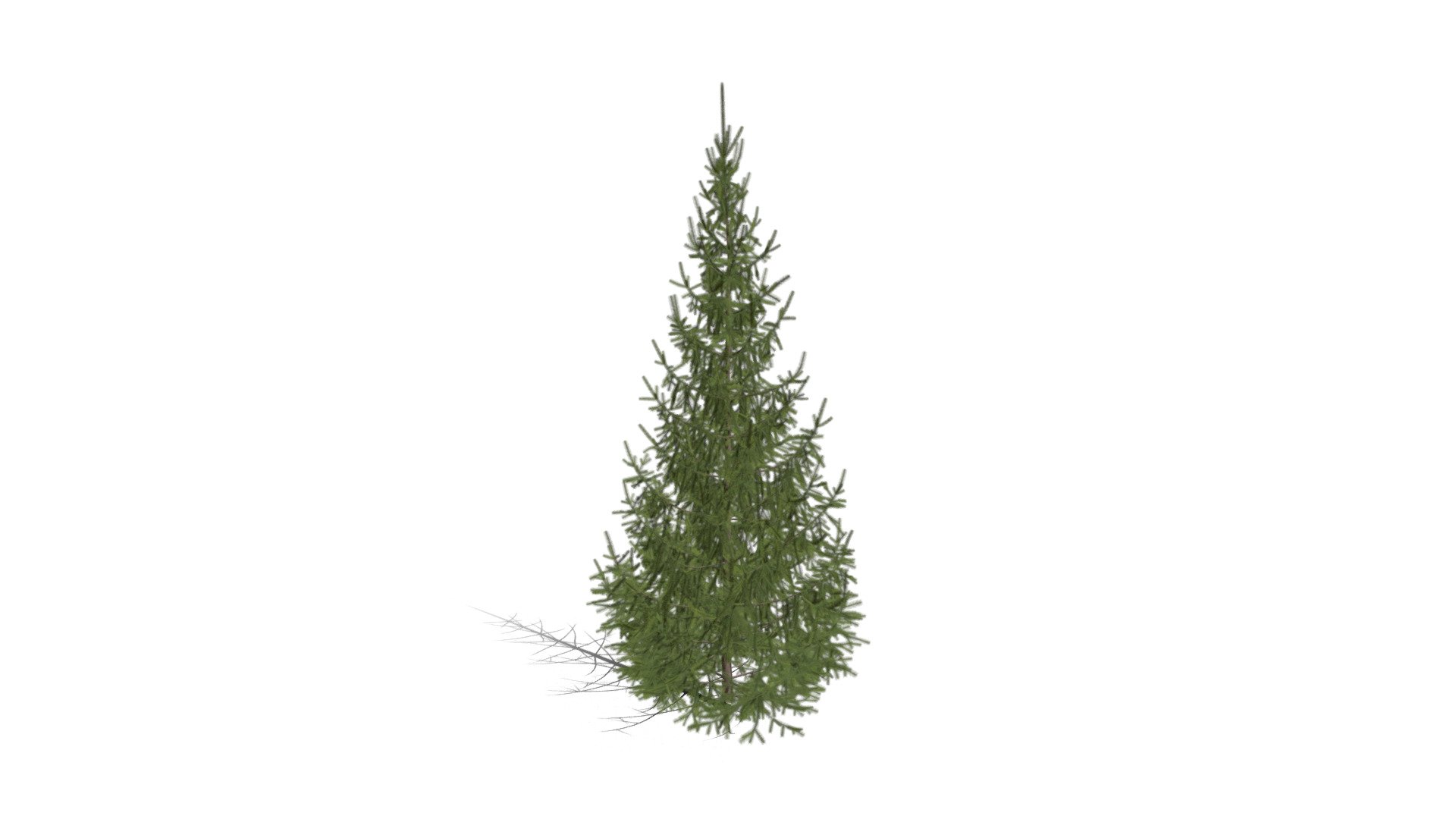 Realistic HD Norway spruce (2/43) - Download Free 3D model by ...