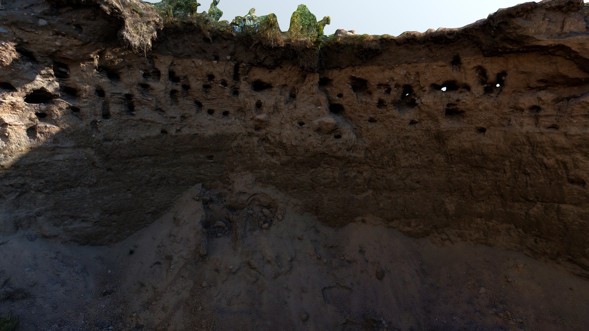 Sand Martin breeding colony