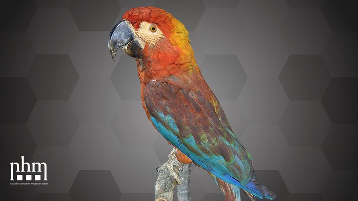 Cuban Macaw (NHMW-Zoo-VS 50.796) 3D Model