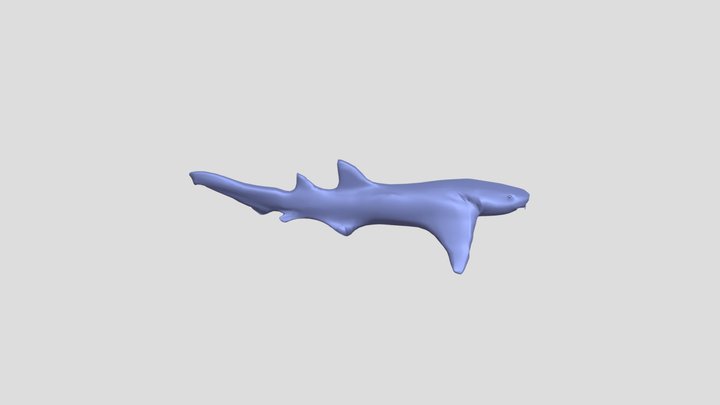 Nurse Shark Test 3D Model