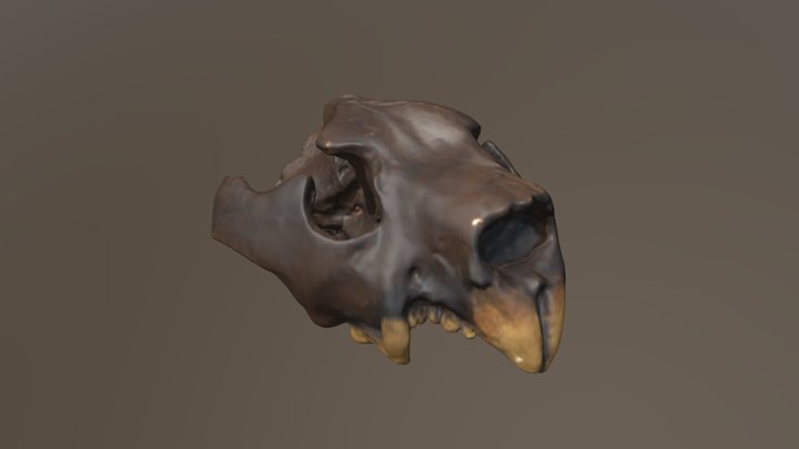 Marsupial Lion Skull (VCU_3D_4332) – Modello 3D gratuito STL
