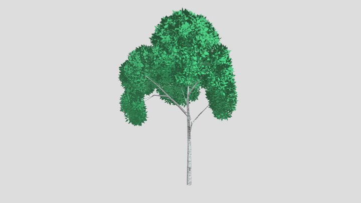 Acacia 3D Model