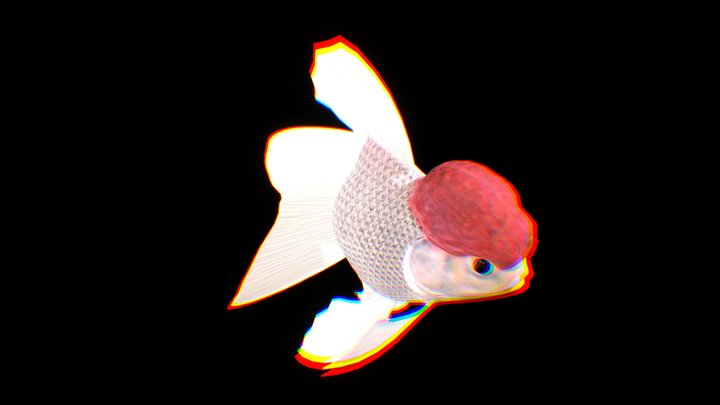 redcap-oranda-goldfish somitsu 3D Model