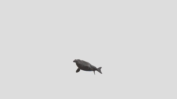Elephant Seal Body – Modèle 3D gratuit STL