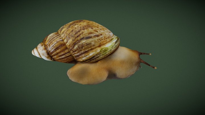 Snail-shell 3D models - Sketchfab