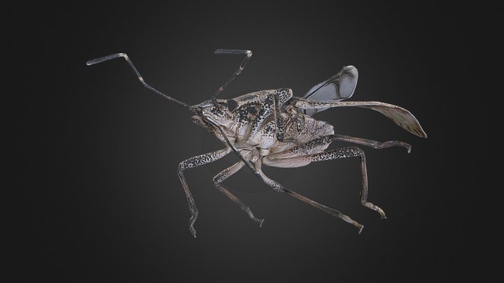 Halyomorpha halys – Free 3D Model STL