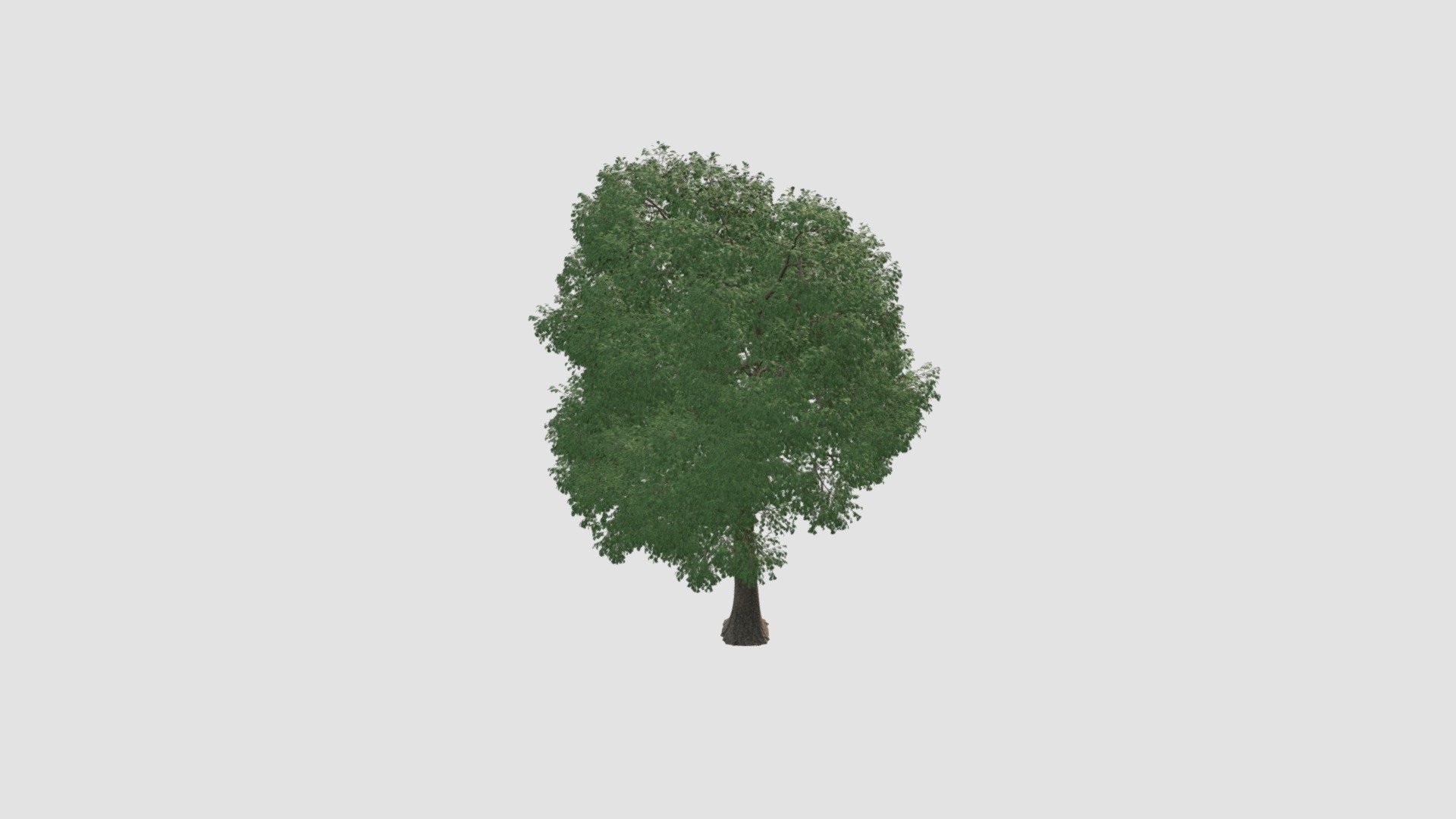 tree - Buy Royalty Free 3D model by Evermotion [524ac37] - Sketchfab Store