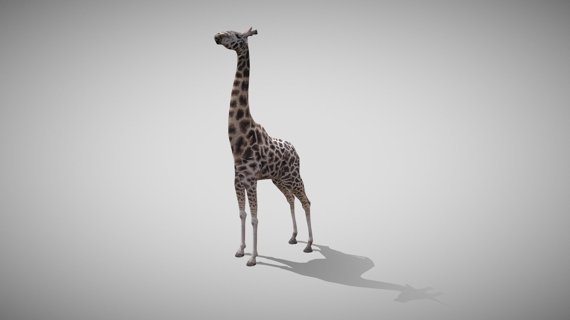 жираф giraffe