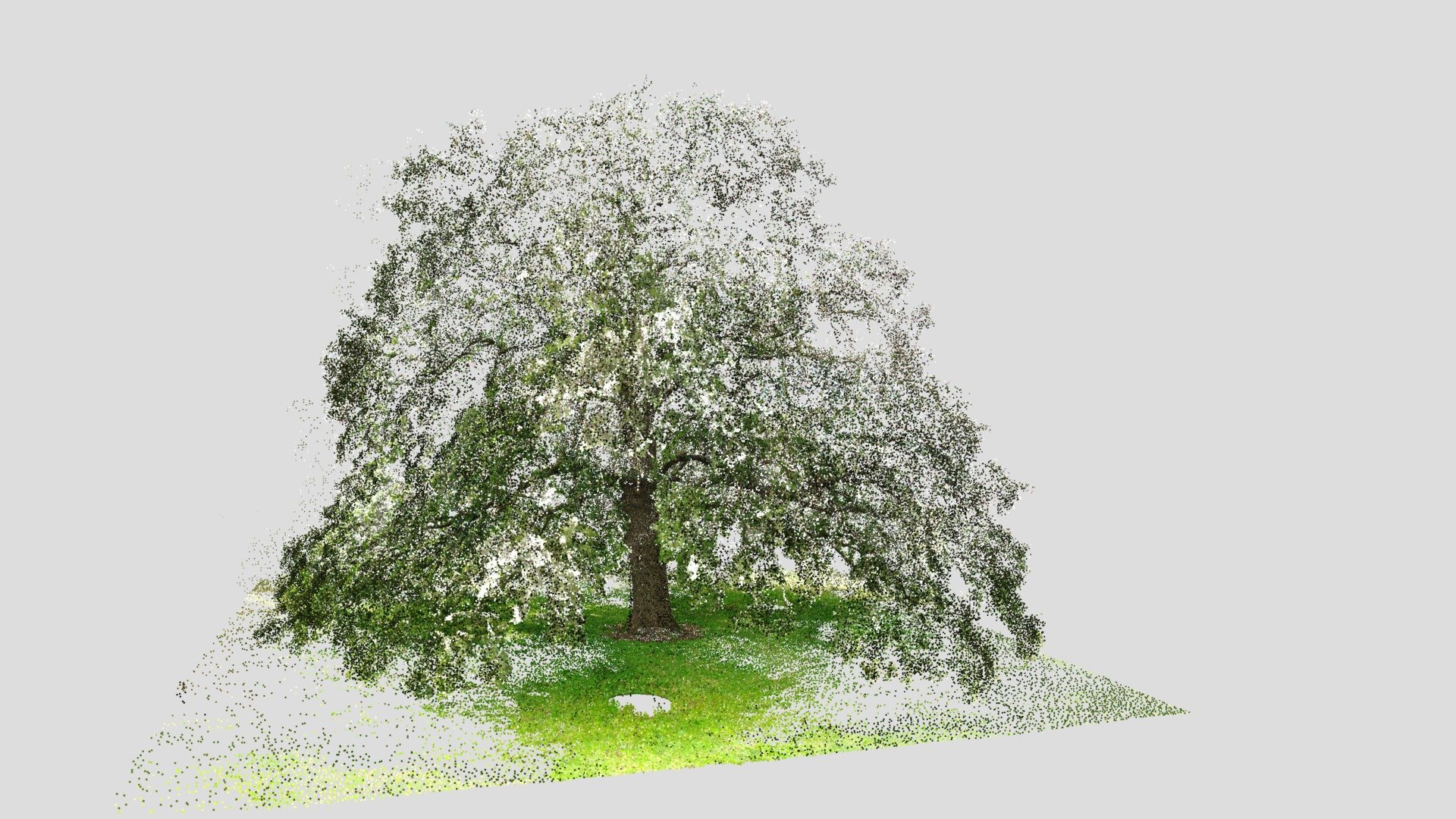 Turkey Oak Tree - Laser Scan / Point Cloud