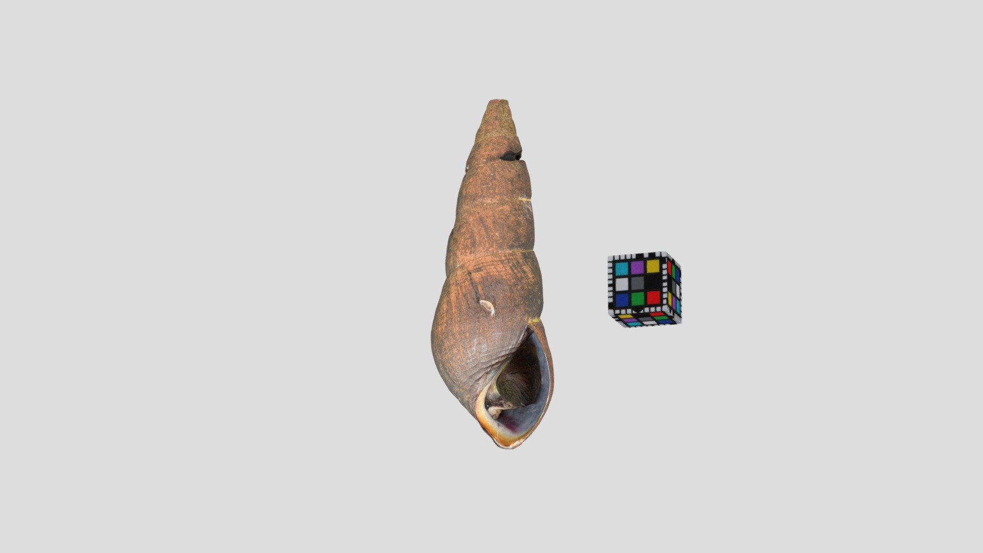 カワニナ Freshwater Snail, Semisulcospira libertina