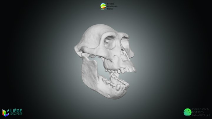 Primates - Australopithecus africanus 3D Model