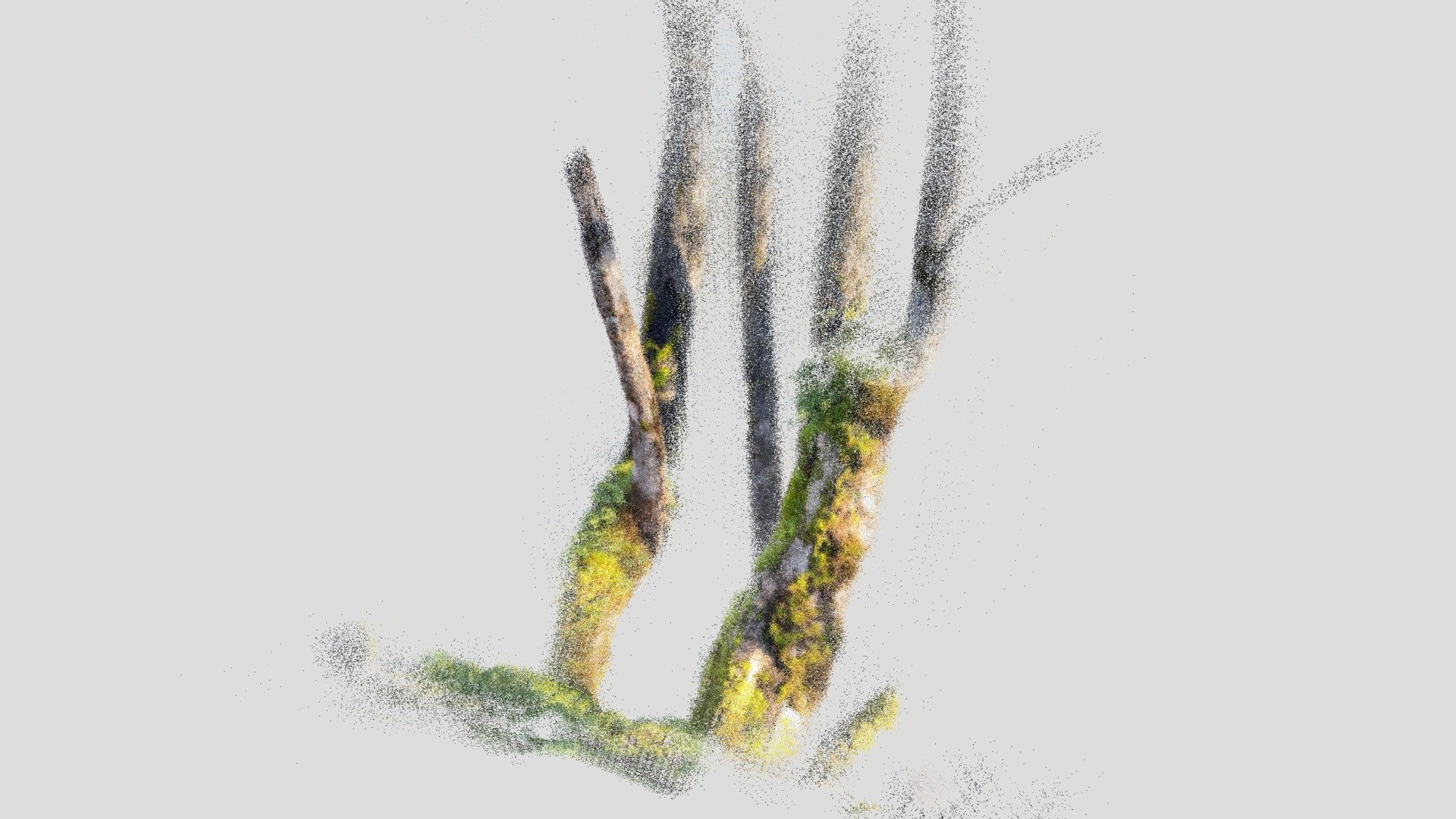 Riverfront Tree1 - Lidar Scan
