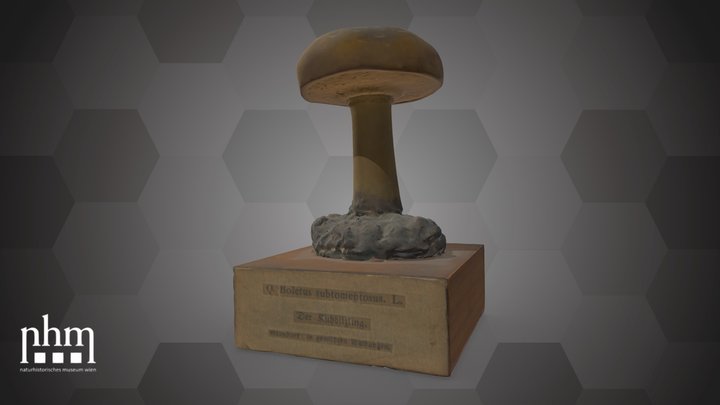 Boletus subtomentosus (NHMW-AFW-DING-0091-004) – Modello 3D gratuito STL