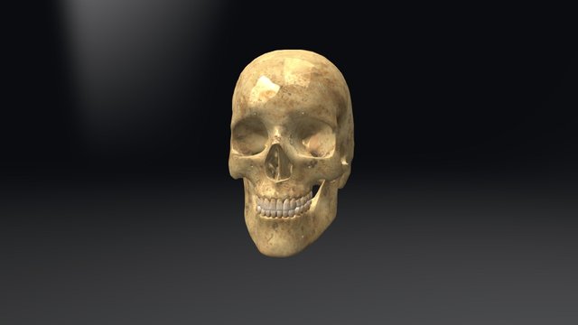 Skull 3d - copyright by Florin Baltaru 3D Model
