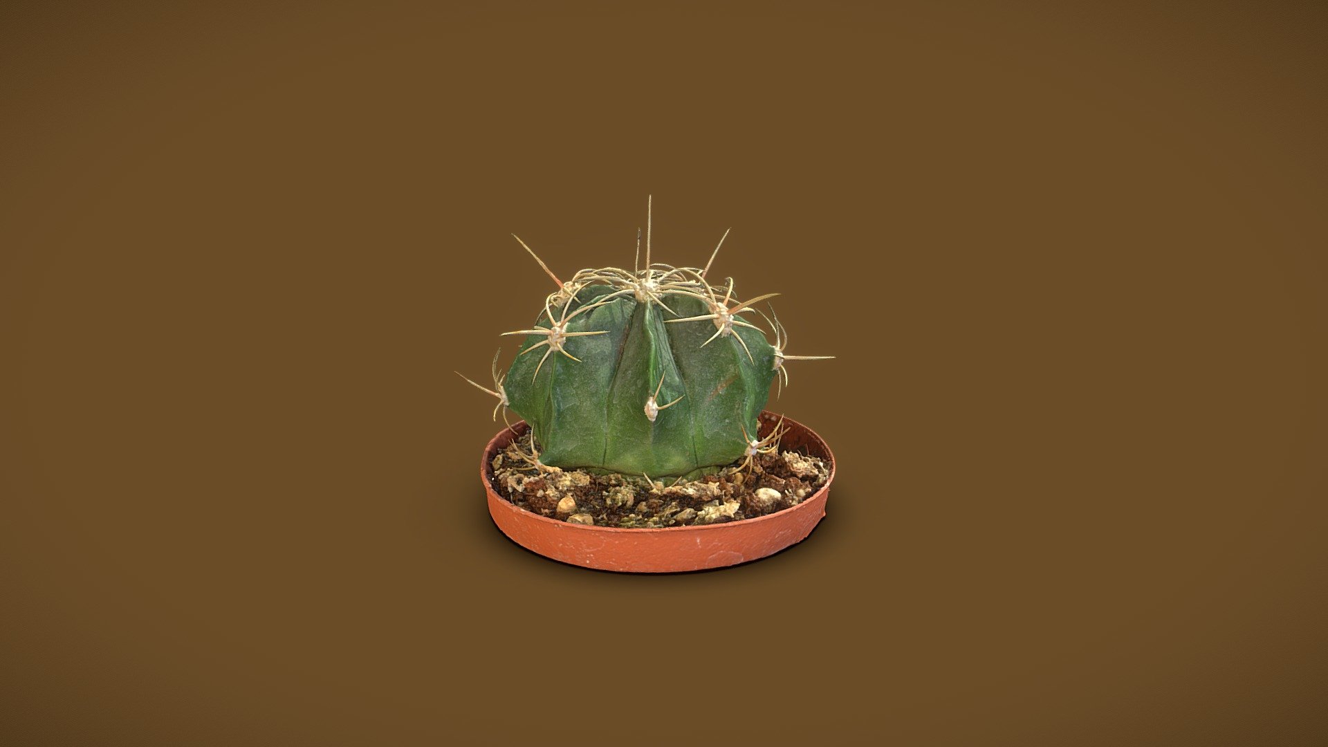 Echinocactus texensis