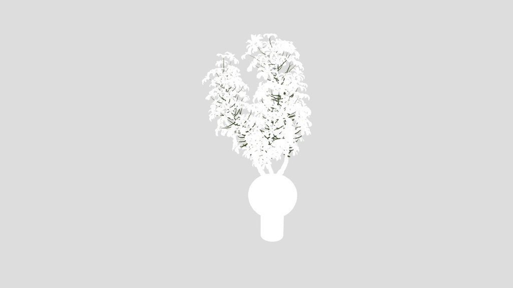 Schefflera Arboricola Umbrella