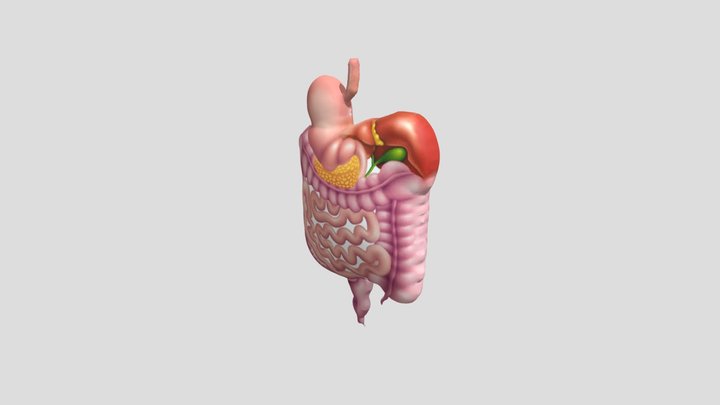 Organ Dalam Manusia 3D Model
