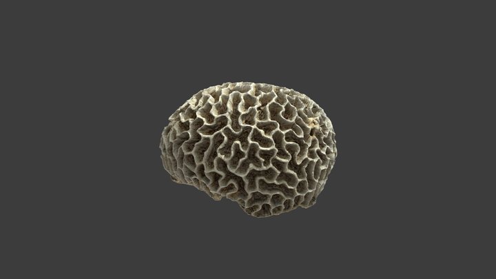 Goniastrea Favulus – Modello 3D gratuito STL