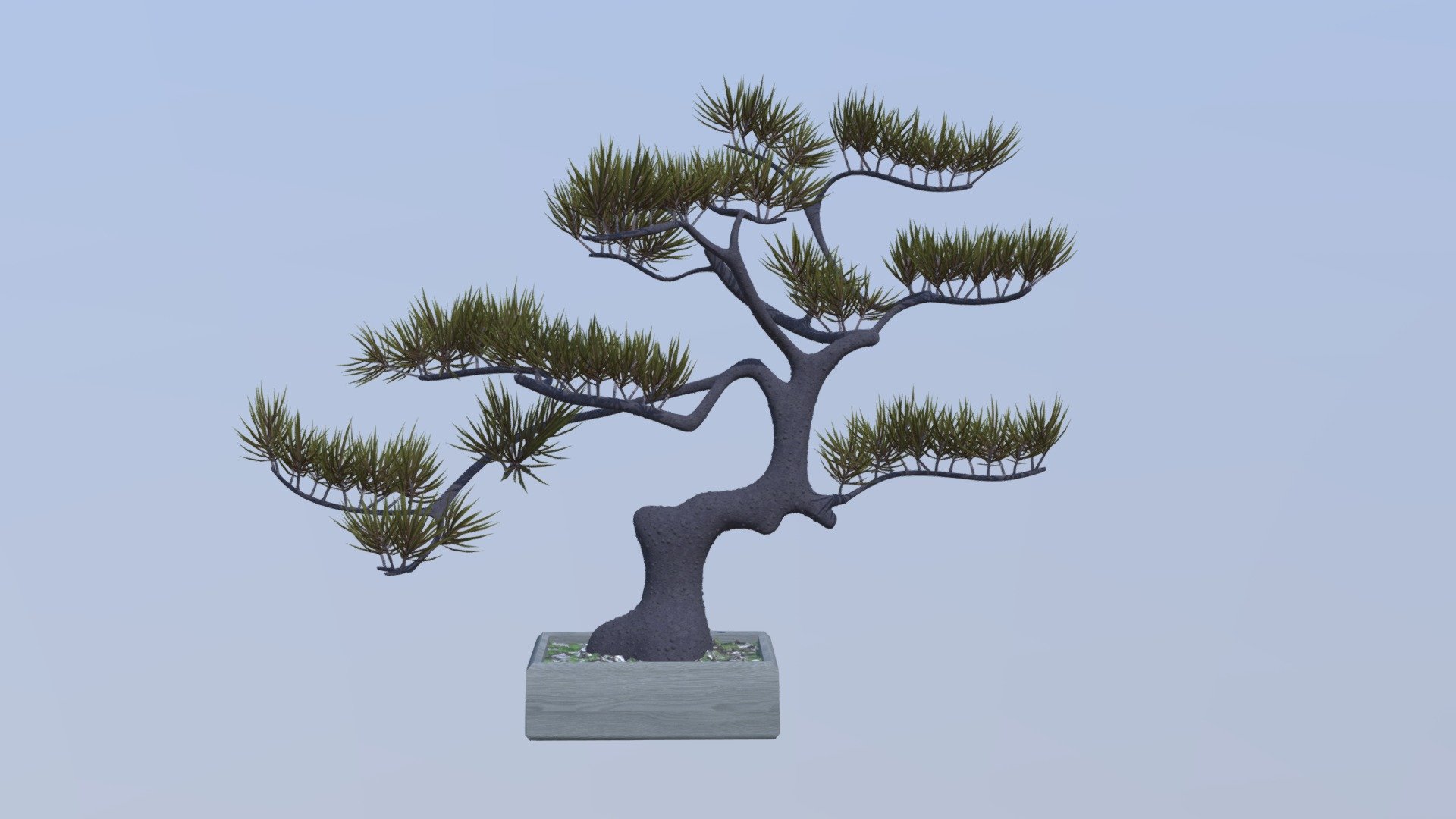 Pine bonsai tree