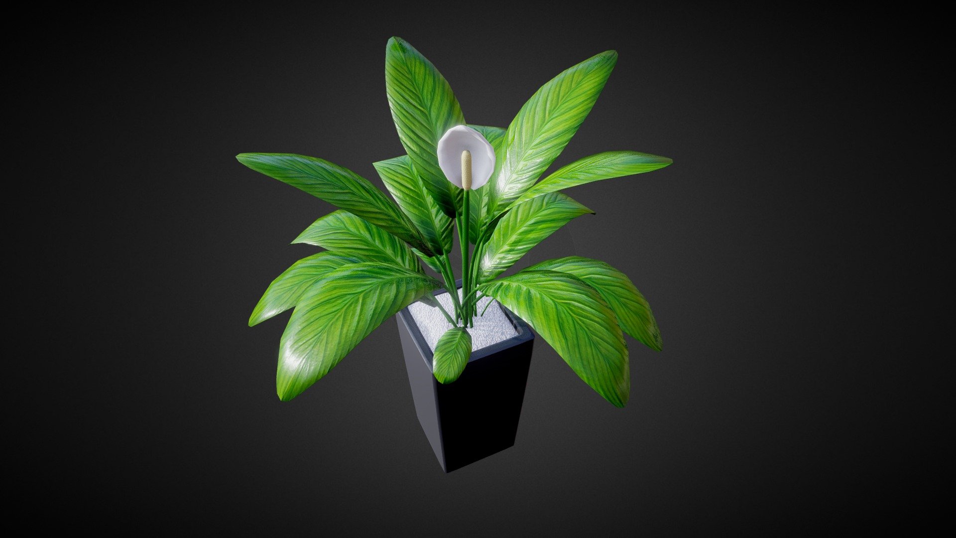 Plants are nice