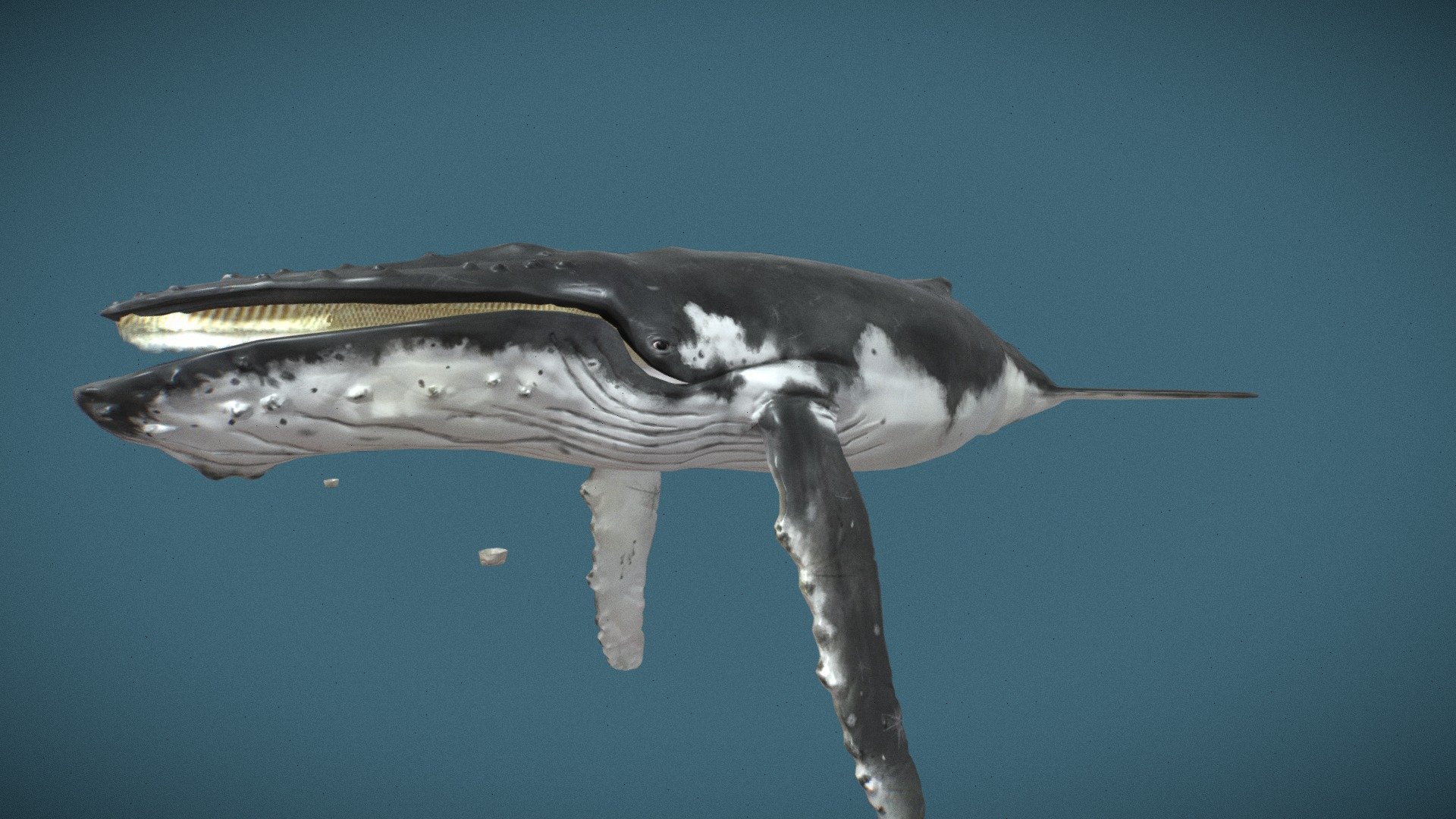 Humpback whale - 3D model by Major (@majorgalah) [5271b9d] - Sketchfab