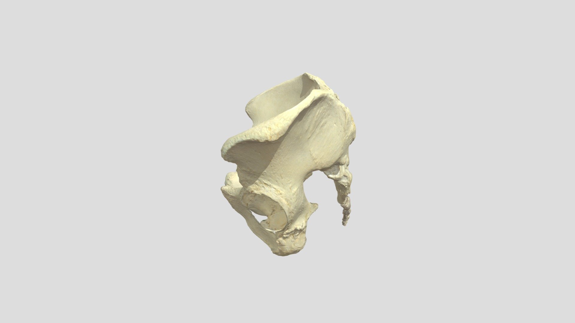 Pelvis 3d Model By Universiteit Antwerpen Marjanmaldoy 5272679 Sketchfab 5553