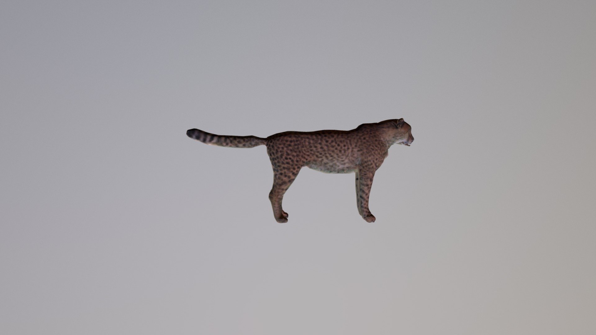 Cheetah A Tpose