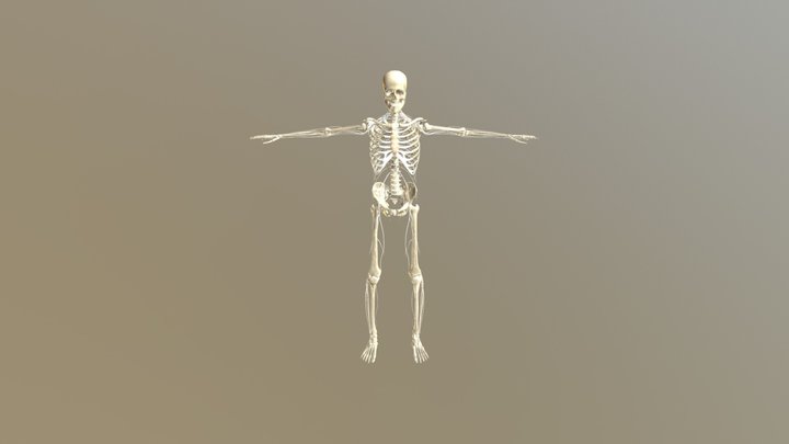 Skeletal Nervous Low Poly 3D Model