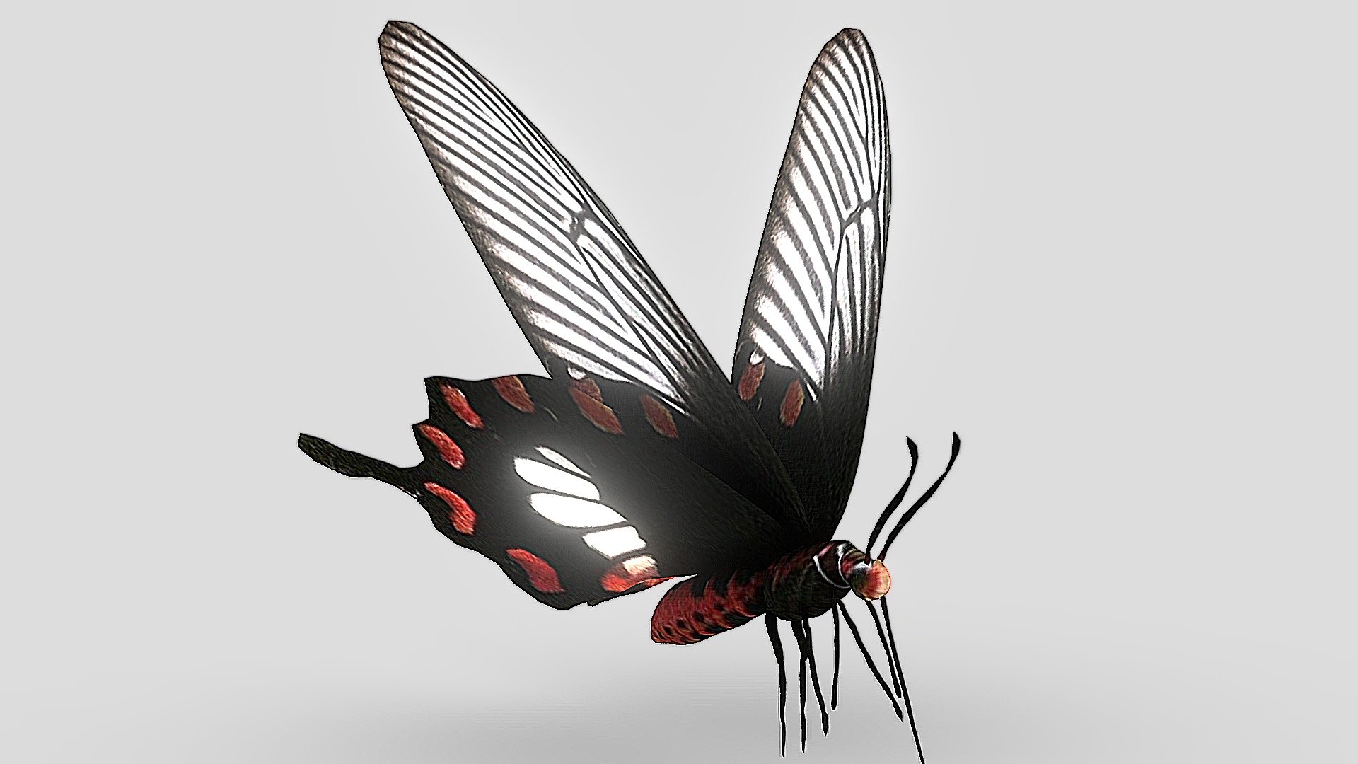 蝴蝶（Papilionoidea）