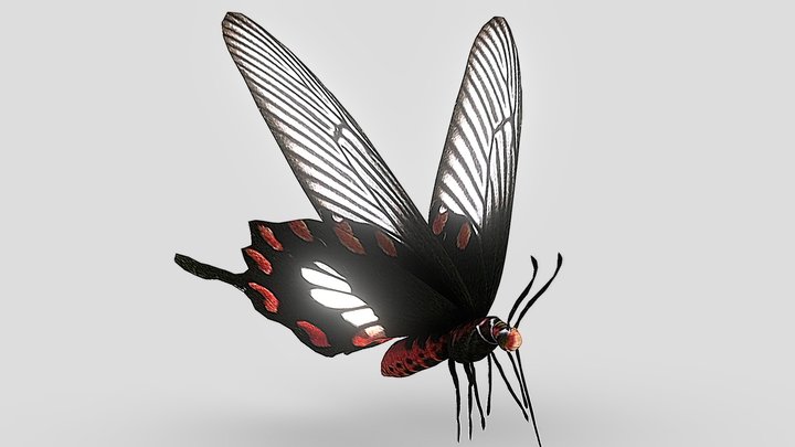 蝴蝶（Papilionoidea） 3D Model
