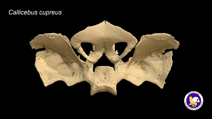 Sphenoid (newborn Callicebus cupreus) 3D Model