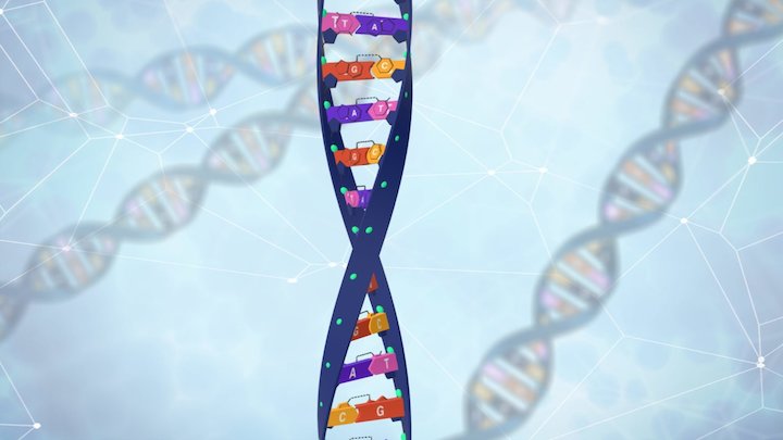 DNA_NEW_Version 3D Model