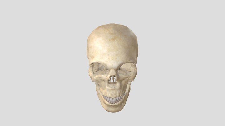 Skull Explosive View 9 3D Model