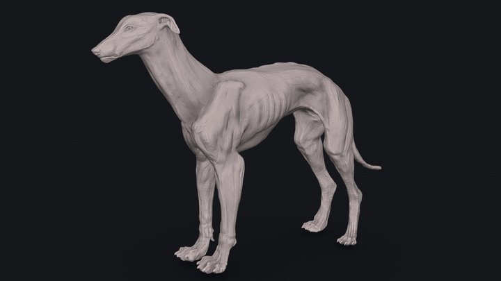 Greyhound Sculpt 3D Model