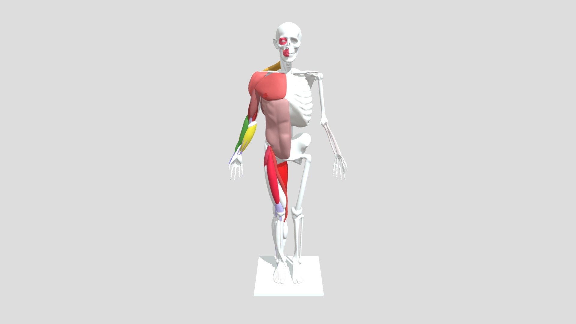 My model - 3D model by Daniel Edwards (@dedwards2) [528014b] - Sketchfab