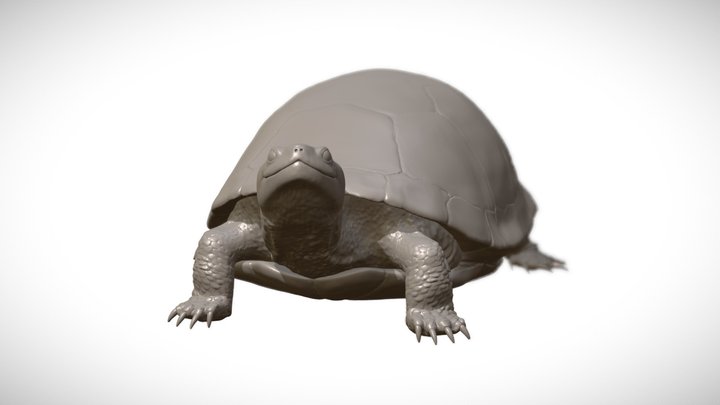 Blanding's Turtle 3D Model