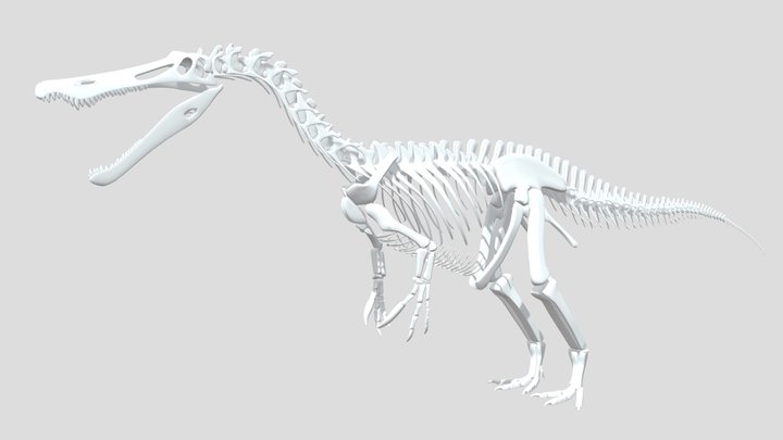 Baryonyx Skeletal Reconstruction 3D Model